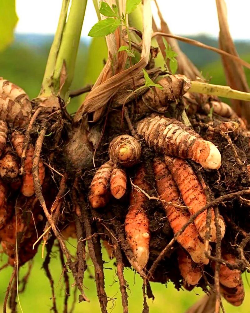 Turmeric