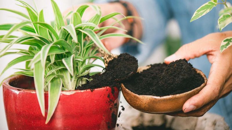 Old Coffee Grounds