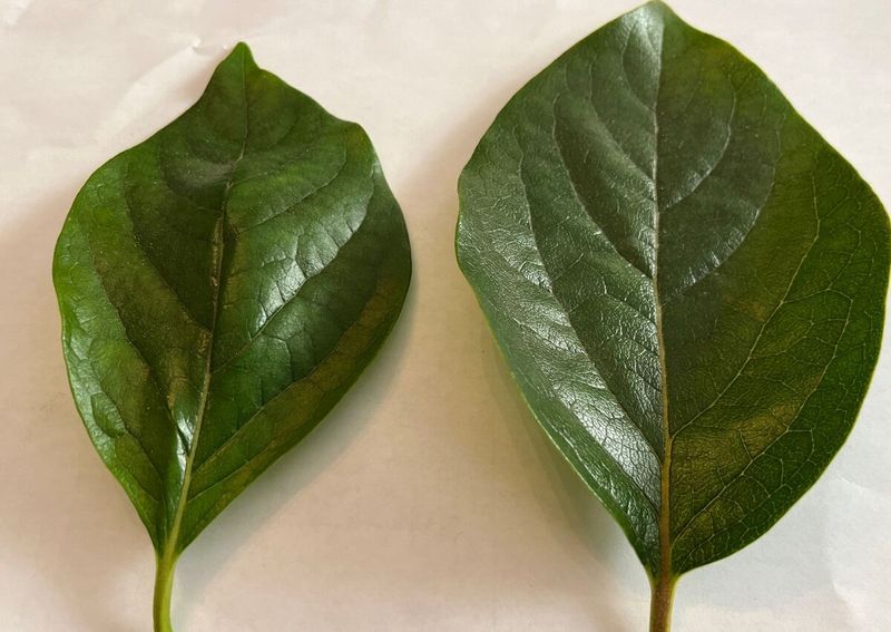 Leaves Make Exquisite Tea