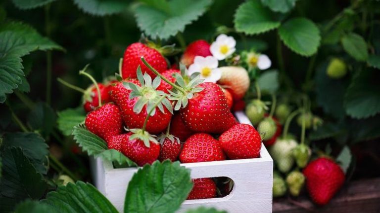 strawberries