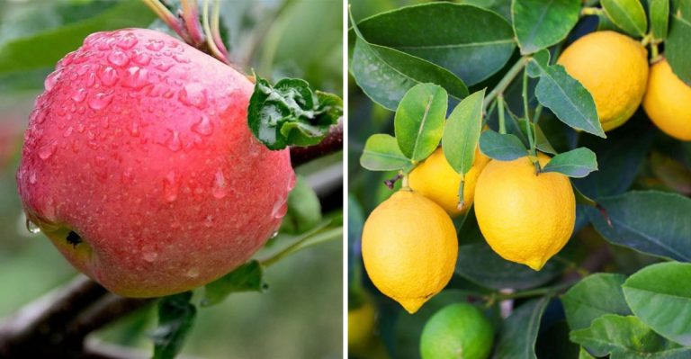 The Top Fruits For Detox And Cleansing