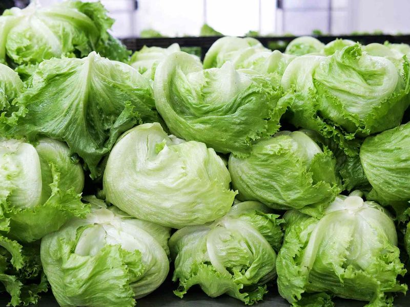 Iceberg Lettuce: The Hydrating Nutritional Dud