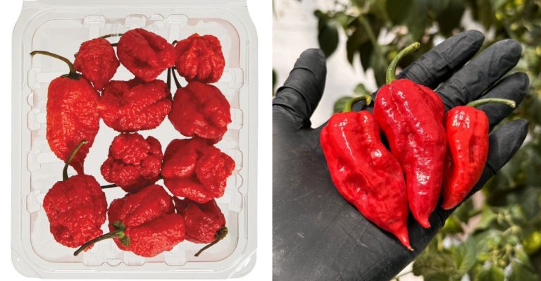 Top Tips To Cook With The World’s Hottest Chilies