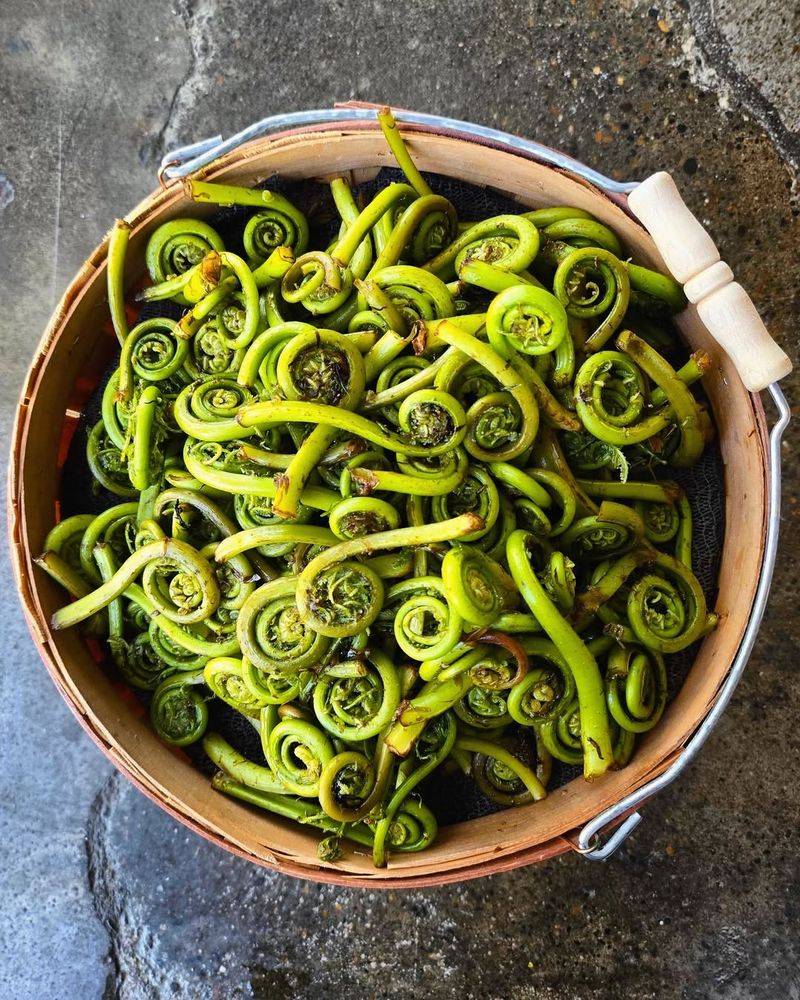 Fiddlehead Ferns