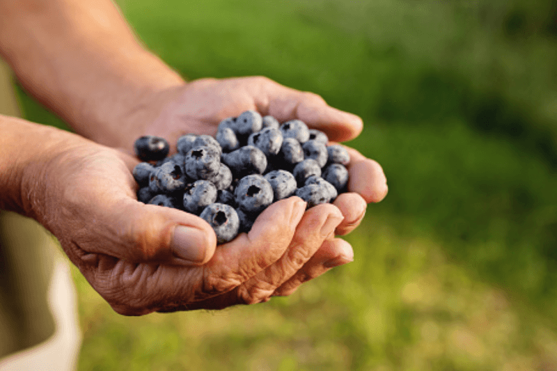 Blueberries: Brain-Boosting Superheroes