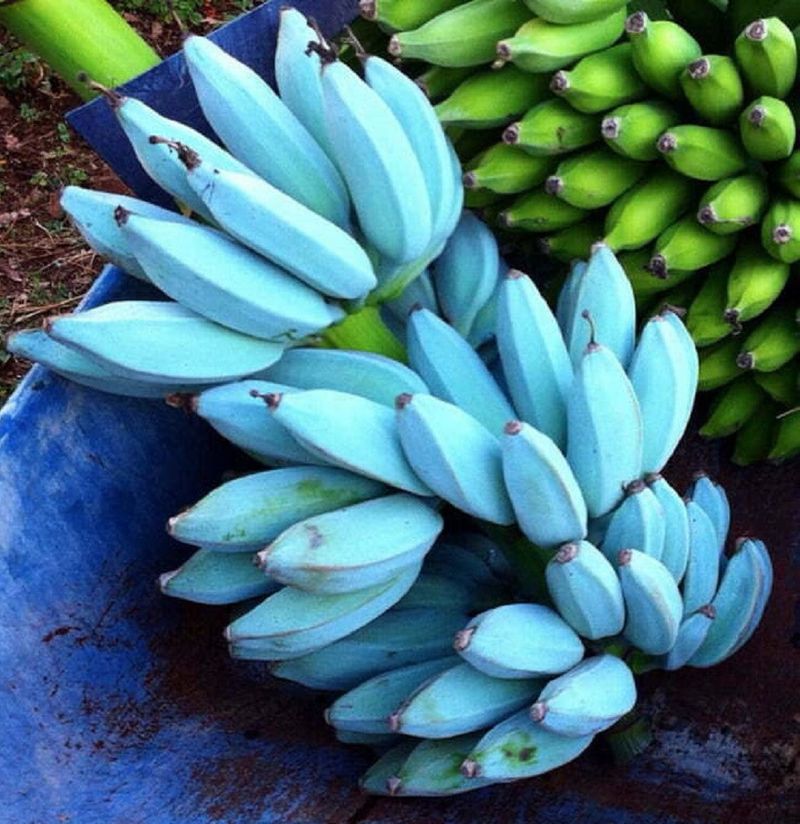The Blue Java Banana