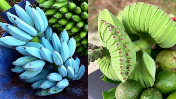 15 Bananas You Didn’t Know You Needed In Your Life