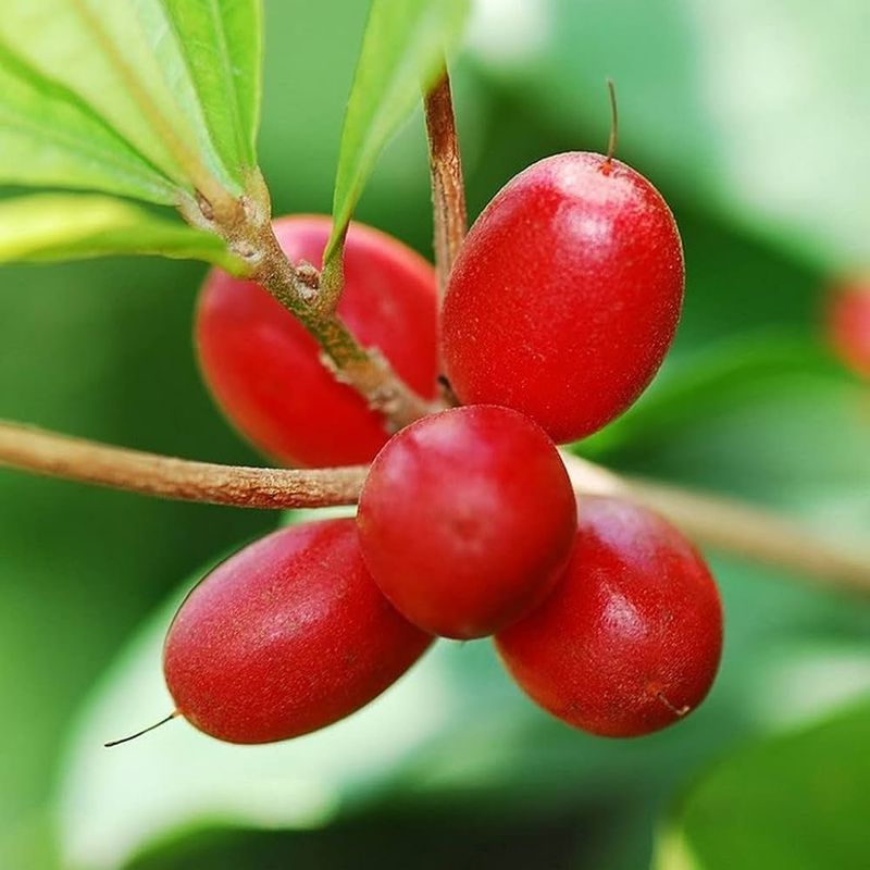 Miracle Fruit (Synsepalum dulcificum)