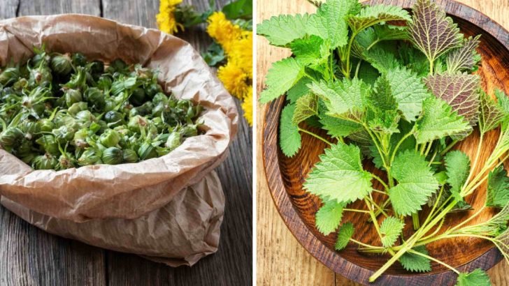 15 Wild Herbs That Add Magic To Your Cooking