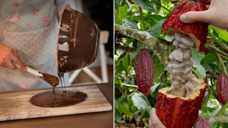 17 Delicious Chocolate Facts They Don’t Teach In School