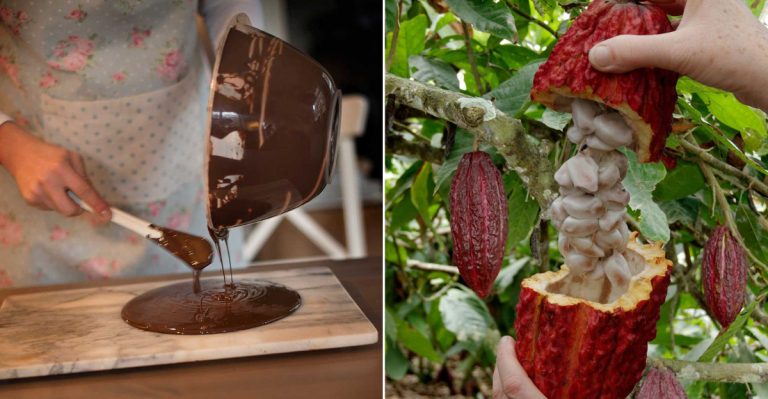 17 Delicious Chocolate Facts They Don’t Teach In School