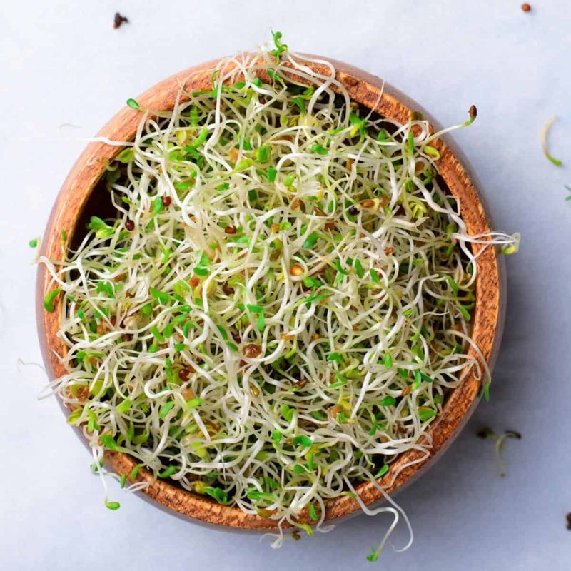 Raw Sprouts: Bacteria Playground