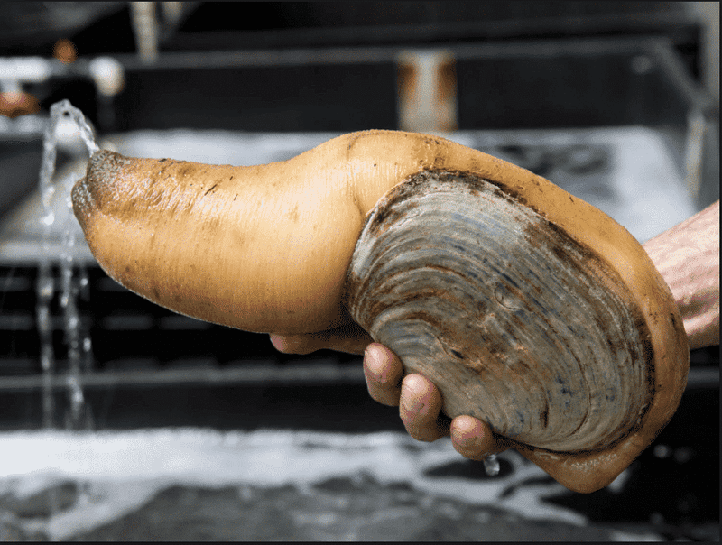 Geoduck Clam