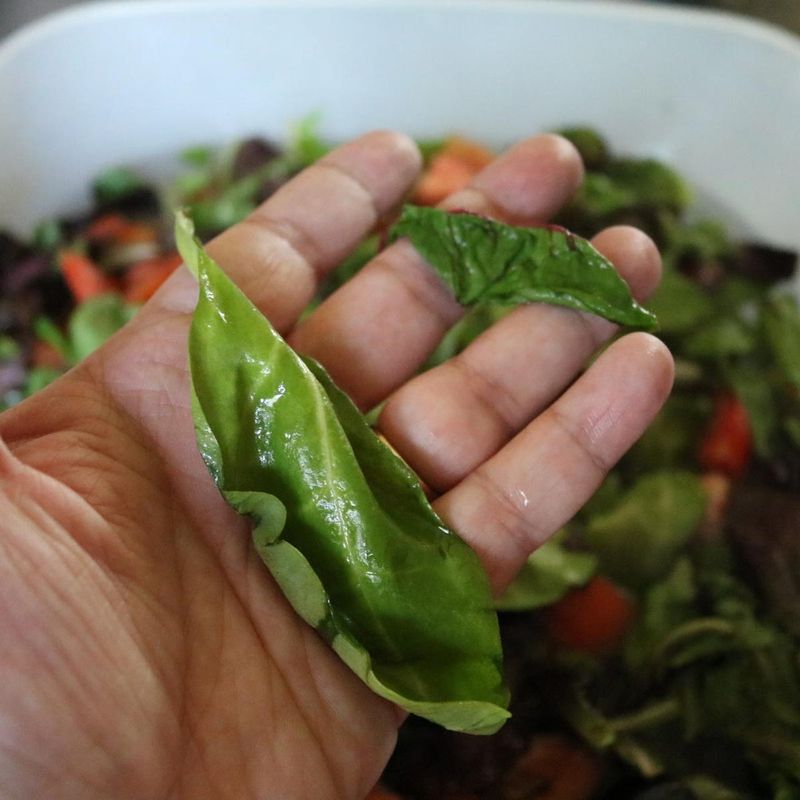 Crispy Lettuce Leaves