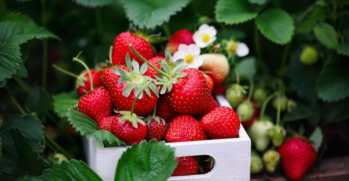 foods that are very hydrating