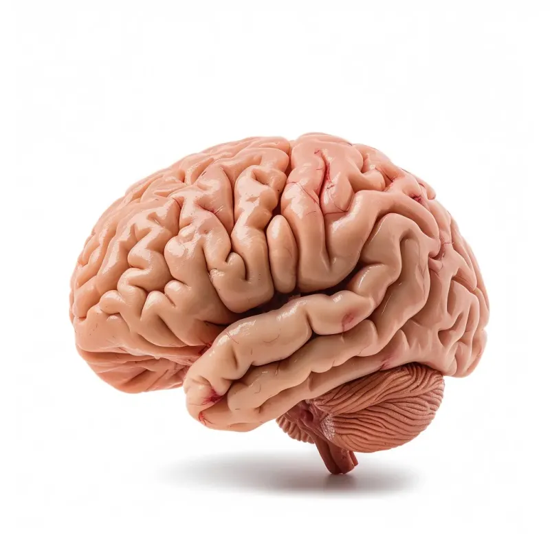Brain-Boosting Brainpower