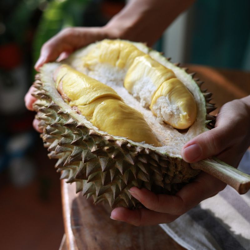 Durian (Durio zibethinus)