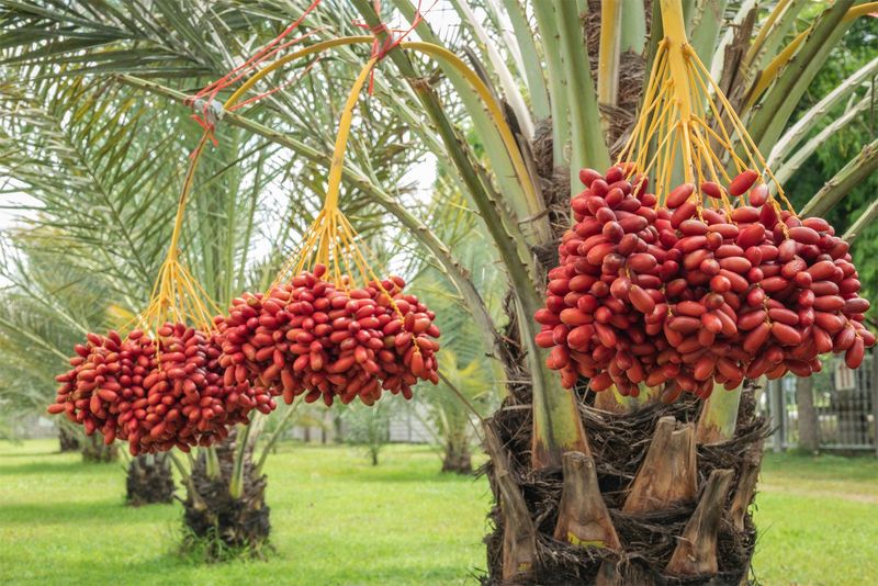Dates: Desert Delights
