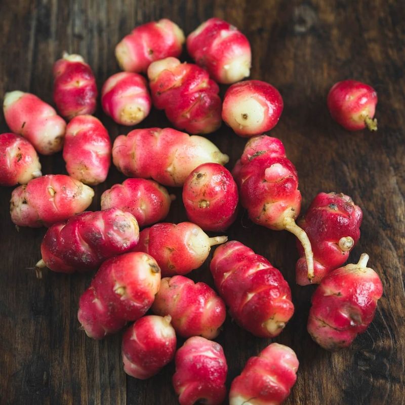 Oca: The Lemony Surprise