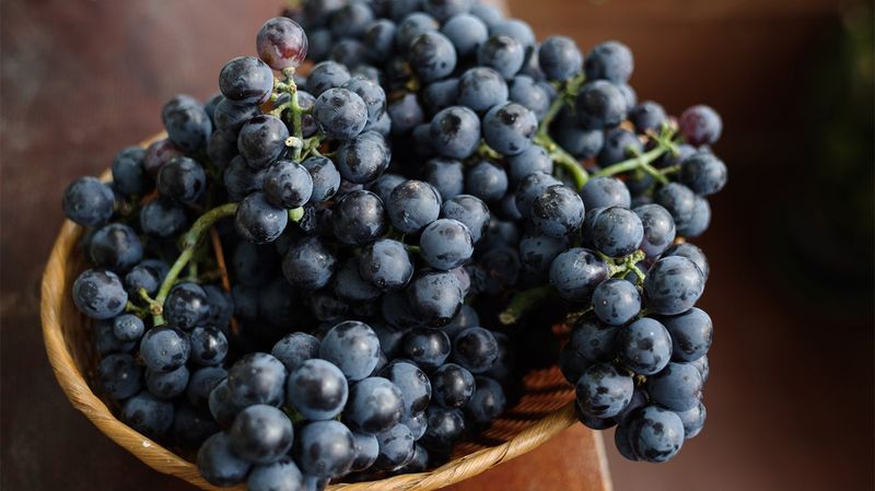 Grapes: Nature's Candy With A Sugar Rush