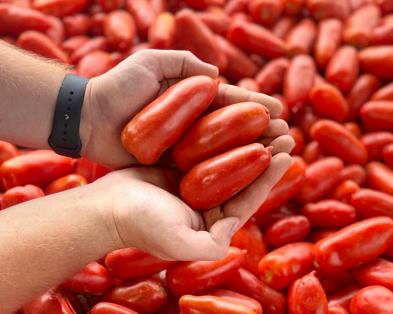 Tomatoes