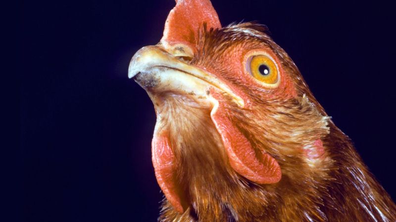 Mechanically Separated Chicken