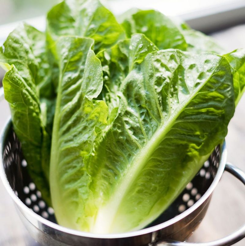 Iceberg Lettuce