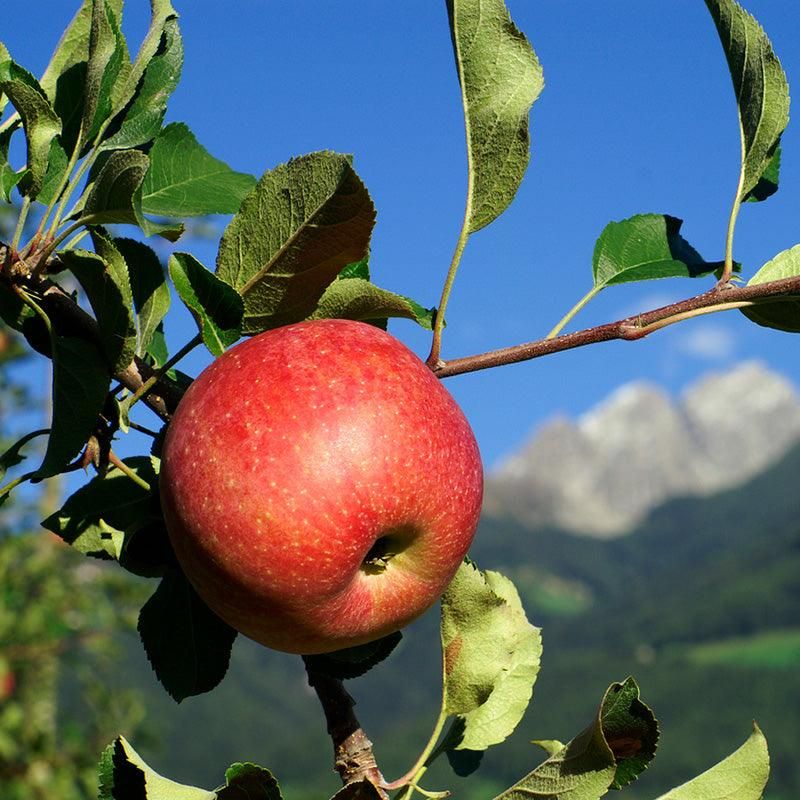 Apples Float Because They're 25% Air