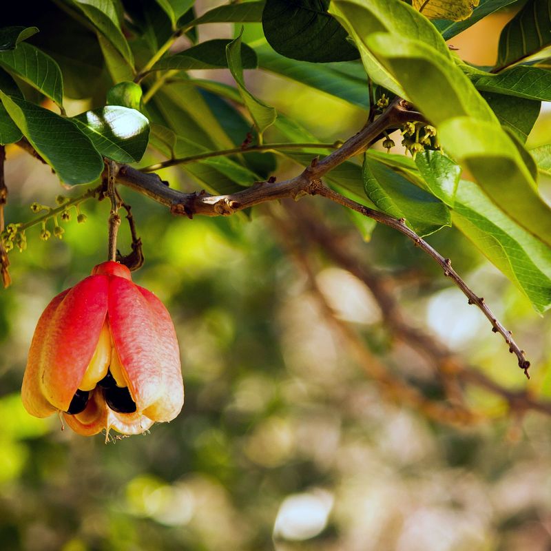 Ackee (Blighia sapida)