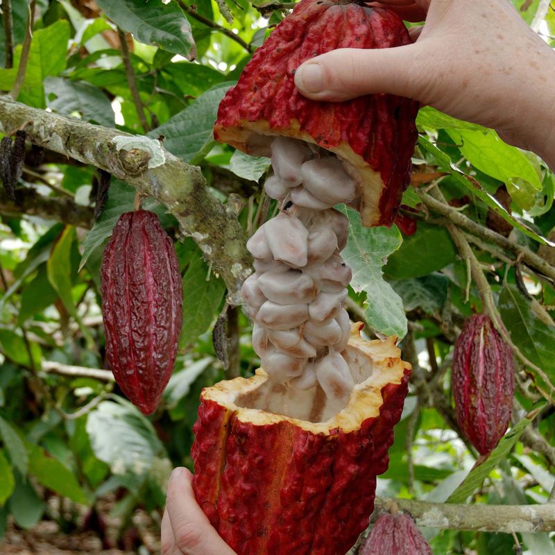 It Takes 400 Cocoa Beans To Make One Pound Of Chocolate