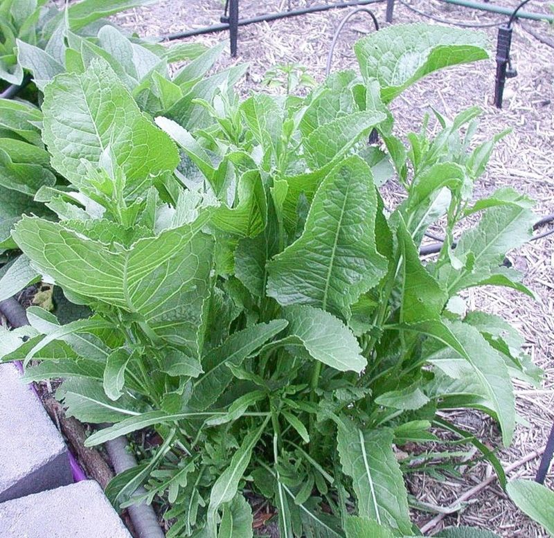 Horseradish
