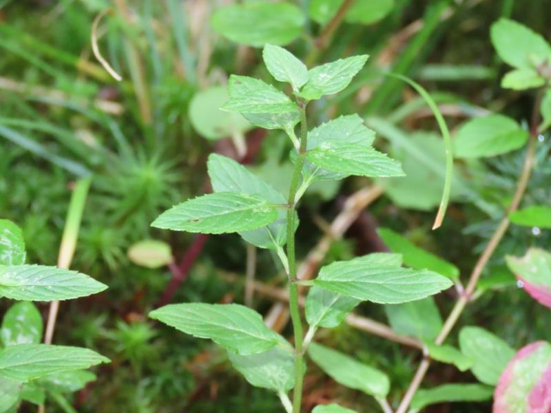 Wild Mint