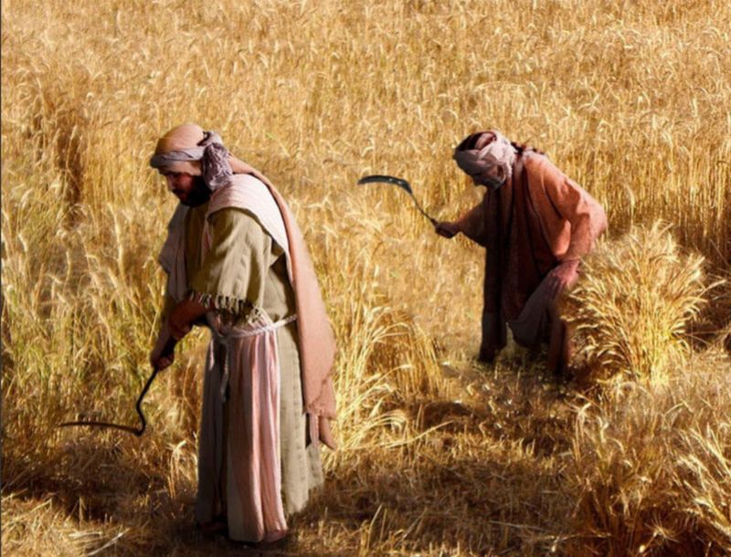 Wheat: Grain Of Civilization