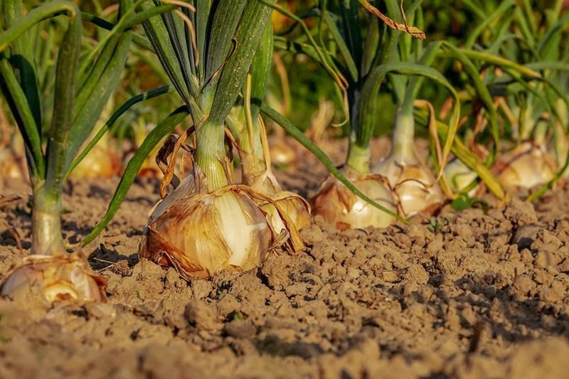 Walla Walla Onions