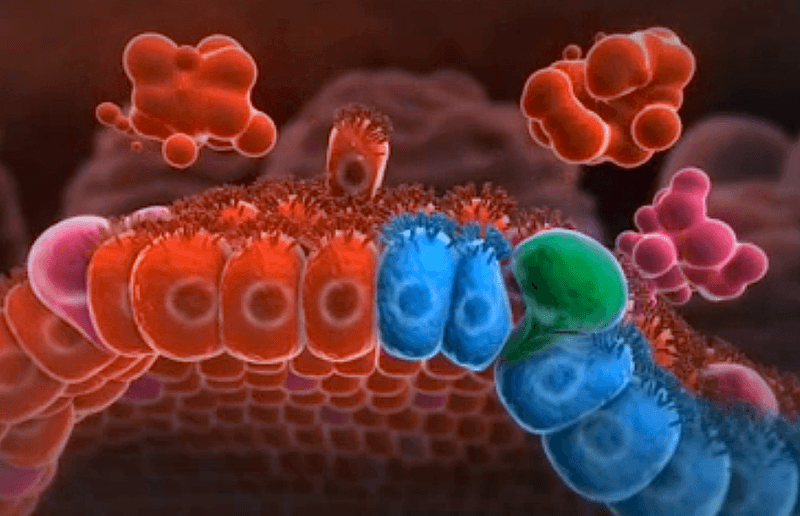 Artificial Sweeteners