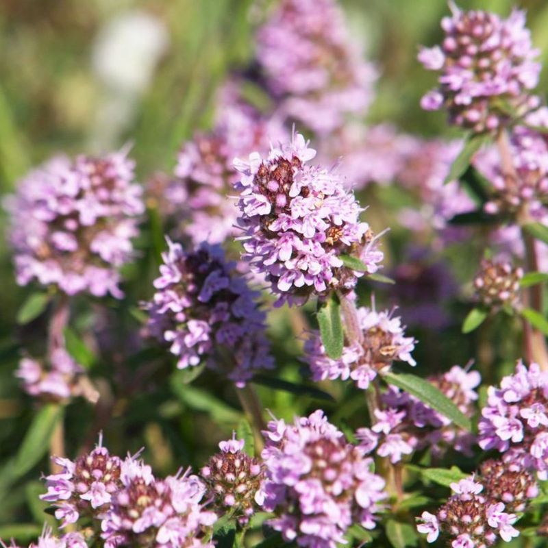 Creeping Thyme