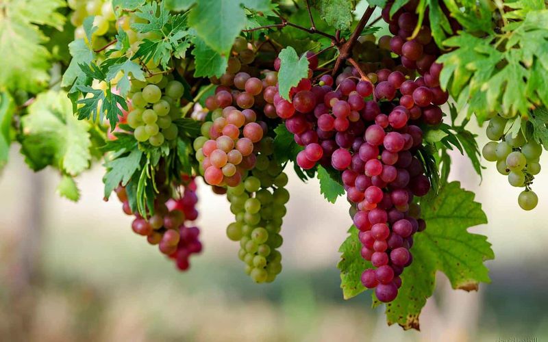 Grapes: Vineyard Treasures