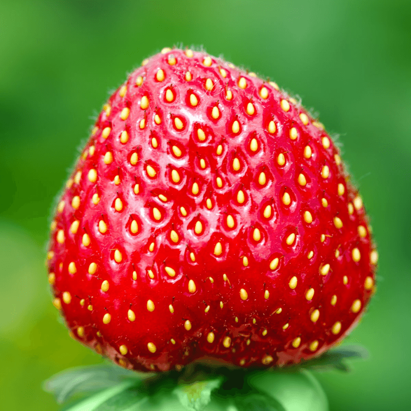 Strawberries Aren't Actually Berries