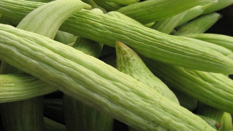 Cucumbers: Cool Refreshment