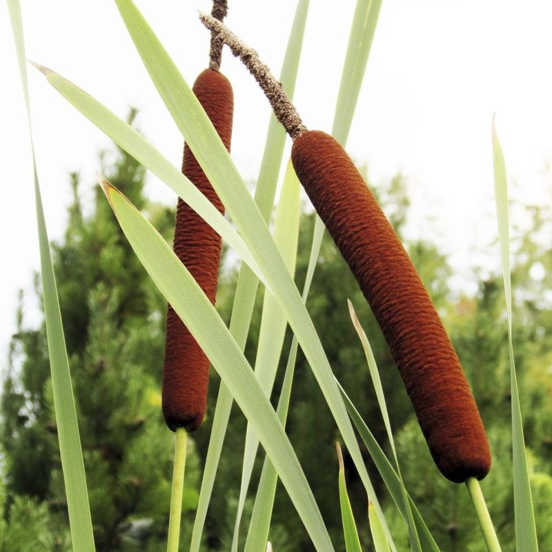 Cattail
