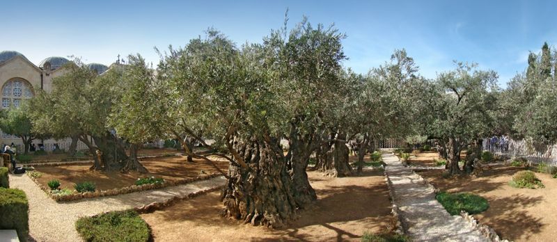 Olives: Ancient Orchard Gems