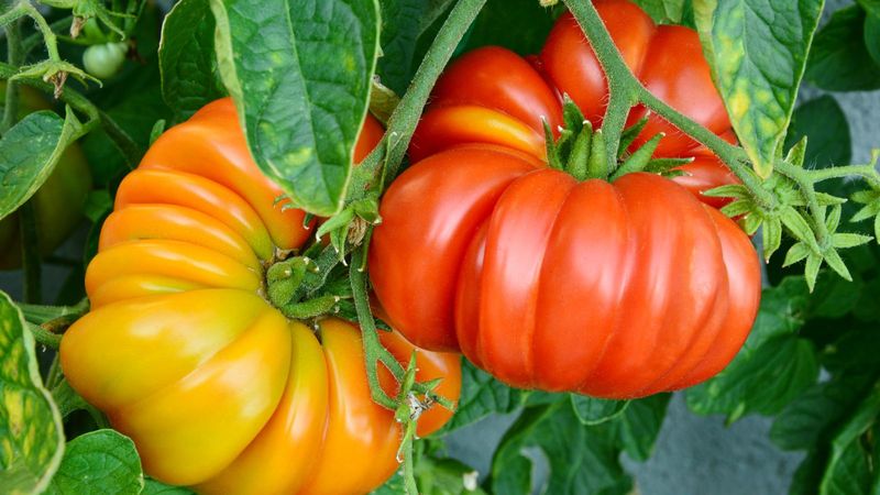 Truly Ripe Heirloom Tomatoes