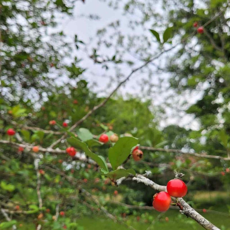 Mayhaw Jelly On Hot Buttered Biscuits