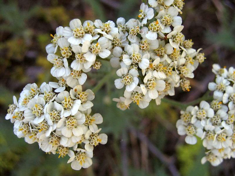 Yarrow