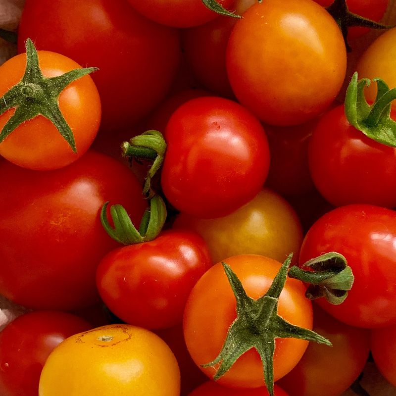Tomato Treasures