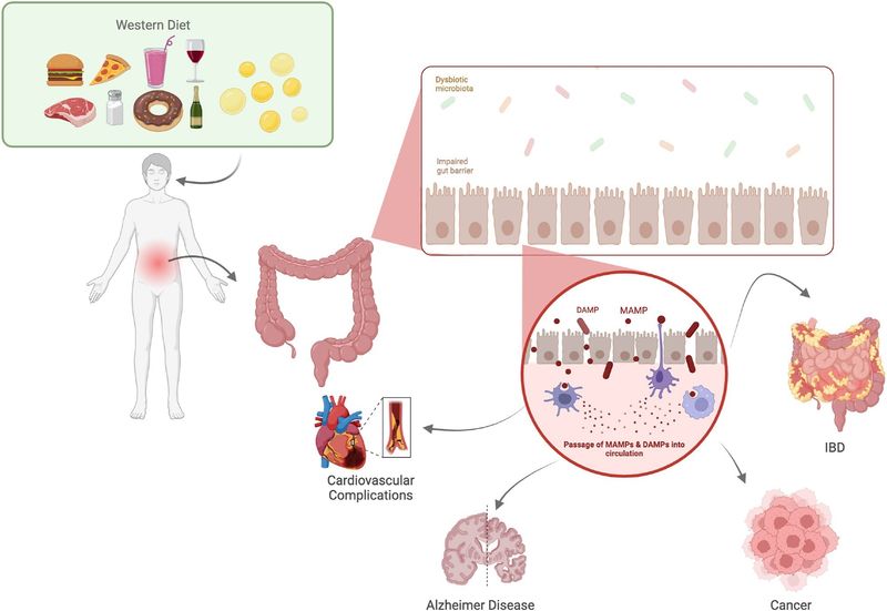 Your Gut Microbiome Transforms Completely