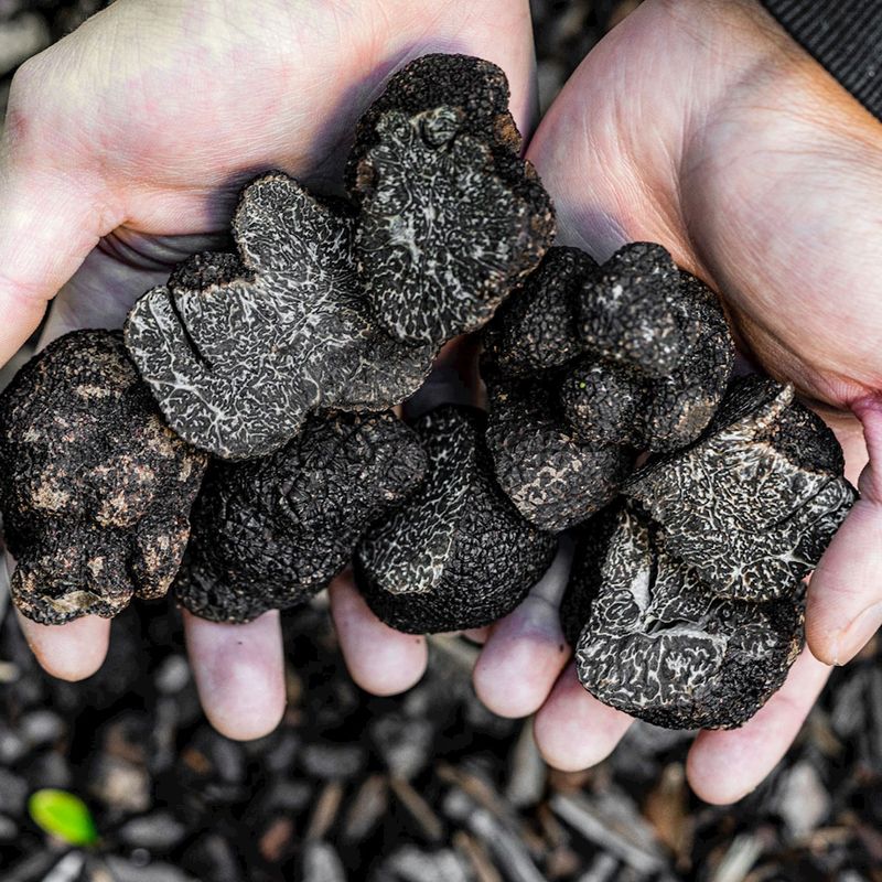 Real Truffles Are Often Fraudulently Substituted
