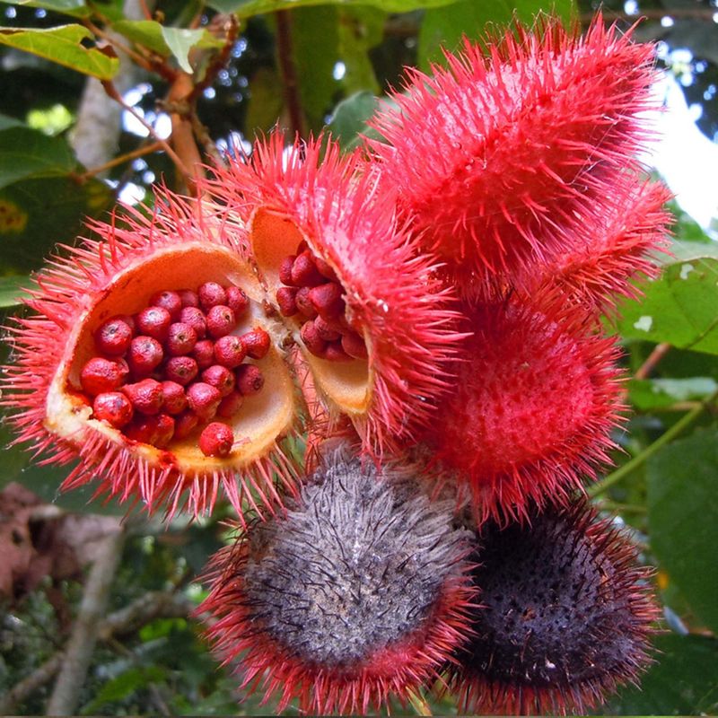 Achiote (Bixa orellana)