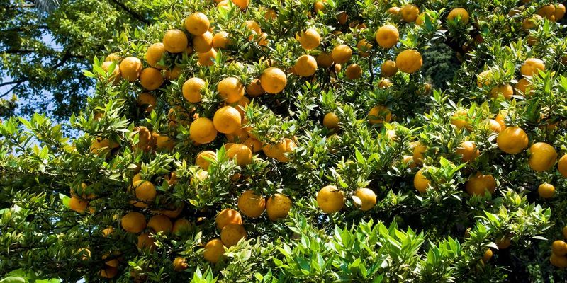 Chinotto: The Bitter Italian Soda Star