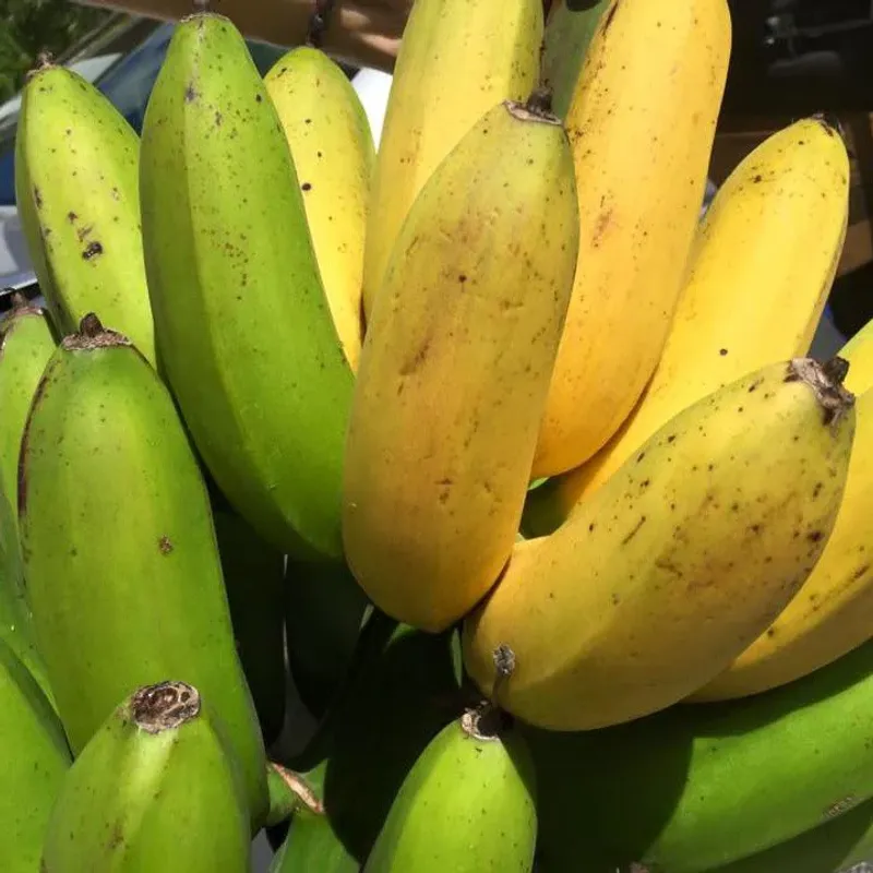 Goldfinger Banana